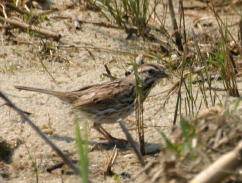 Song Sparrow