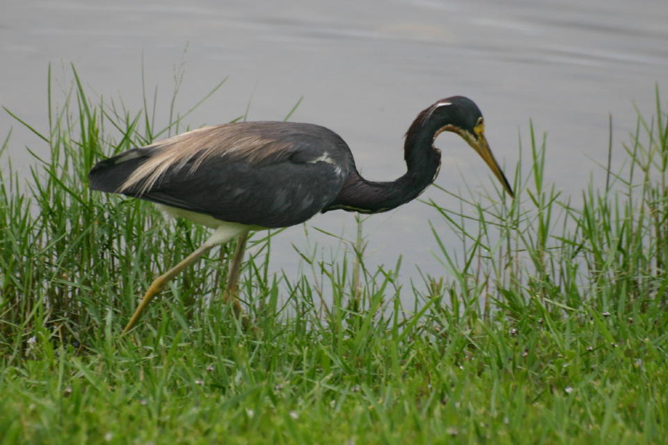 Tricolored Heron