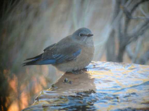 Weatern Bluebird , female