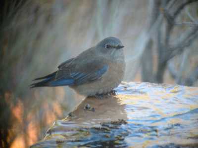 Western Bluebird Female