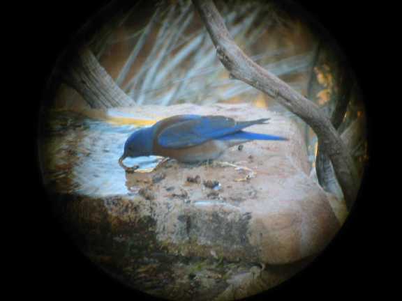 Male Western Bluebird