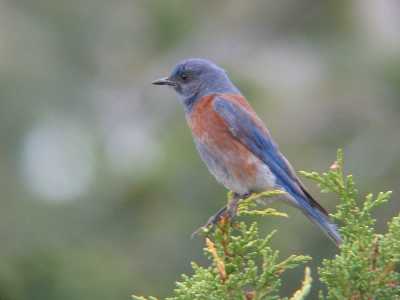 Western Bluebird Male in tree