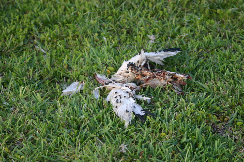 White Ibis remains