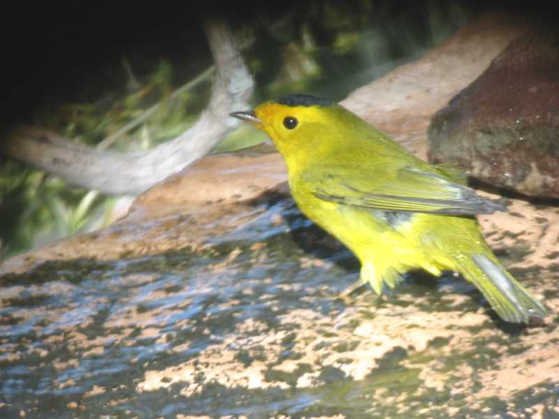 Wilson's Warbler