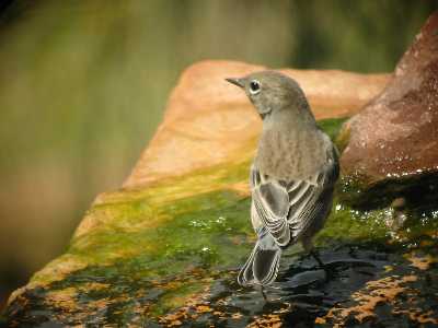 Yellow-rumped Warbler